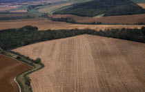 Aerial view over arable landscape and field patterns delineated by hedges with areas of trees and harvested field in foreground scattered with circular bales.Cultivatable Farmland European Farming Ag...