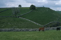 Dovedale.  Pastureland divided by dry stone walls with cattle and calf in foreground.Cow  Bovine Bos Taurus Livestock European Farming Agraian Agricultural Growing Husbandry  Land Producing Raising G...