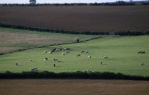 Agricultural landscape near Dorchester showing cattle grazing in pasture between ploughed fields.Cow  Bovine Bos Taurus Livestock European Farming Agraian Agricultural Growing Husbandry  Land Produci...