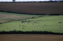 Agricultural landscape near Dorchester showing cattle grazing in pasture between ploughed fields.Cow  Bovine Bos Taurus Livestock European Farming Agraian Agricultural Growing Husbandry  Land Produci...
