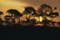 Brazil nut trees silhouetted against sunset orange sky.American Blue Brasil Brazilian Latin America Latino Scenic South America