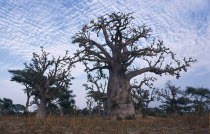 Baobab trees in parched ground.African Scenic Senegalese