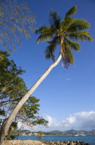 Pigeon Island National Historic Park Single coconut palm tree on beach with Rodney Bay beyond