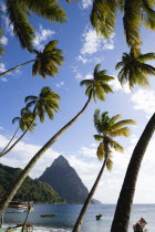 Fishing boats on the beach lined with coconut palm trees with the town and the volcanic plug mountain of Petit Piton beyond