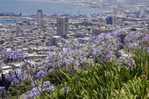 Zionism Avenue.  View of Haifas city and port from the Bahai Gardens with blue flowers on slope in foreground.BahaiBaha UluBahaullahplants Isra el Israeli Middle East Yisra el
