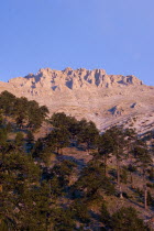 View of eroded pinnacles of highest peak of Mount Olympus called Mytikas over trees clinging to lower slopes.OlymposMitikasMytykasMitykasEllada European Greek Scenic Southern Europe