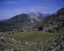 Cattle grazing on upland pasture with Pena del Jascal 1724 m / 5646 ft on skyline  view from west.