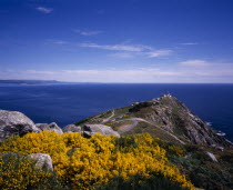 View over rocky peninsula towards Atlantic Ocean with yellow flowering broom in foreground.