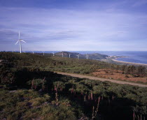 Coastal landscape with line of wind powered electricity generators  wind stunted trees and foxgloves growing in foreground.