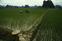 Planting rice in paddy fieldsGuilingAsia Asian Chinese Chungkuo Jhonggu Zhonggu Farming Agraian Agricultural Growing Husbandry  Land Producing Raising