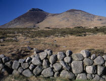 Mourne Mountain landscape with gorse and coarse  golden brown grasses  grazing sheep and stone wall in foreground.Eire European Mournes Farming Agraian Agricultural Growing Husbandry  Land Producing...