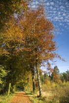 Rossmore Forest Park. Autumnal sceneIreland Eire Parks Trees Autumn Woodland