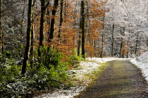 Rossmore Forest Park. Winter scene with snow and some trees with leavesIreland Eire Parks Winter Snow Woodland Trees