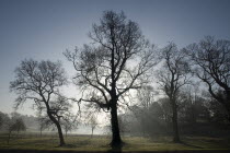 Castle Coole estate on a frosty morningIreland Parks Winter Woodland Trees