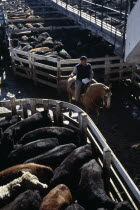 Man riding horse between cattle pens in huge cattle market.tradebeefmeatlivestockexport American Argentinian Cow  Bovine Bos Taurus Livestock Equestrian Farming Agraian Agricultural Growing Husba...