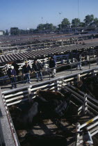 Traders on raised walkway between cattle pens  examining animals for sale in huge cattle market.tradebeefmeatlivestockexport American Argentinian Cow  Bovine Bos Taurus Livestock Farming Agraian...