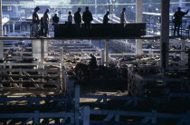 Traders on raised walkway above cattle pens  examining animals for sale in huge cattle market with man on horse between pens below.tradebeefmeatlivestockexport American Argentinian Cow  Bovine Bo...