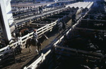 Traders on raised walkway above cattle pens  examining animals for sale in huge cattle market with men on horseback moving two animals between pens below.tradebeefmeatlivestockexport 2 American A...