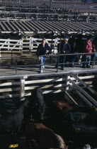Traders on raised walkway above cattle pens  examining animals for sale in huge cattle market below.tradebeefmeatlivestockexport American Argentinian Cow  Bovine Bos Taurus Livestock Farming Agra...