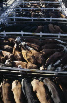 Looking down on backs of animals in tightly packed cattle pens in huge cattle market.tradebeefmeatlivestockexport American Argentinian Cow  Bovine Bos Taurus Livestock Farming Agraian Agricultura...