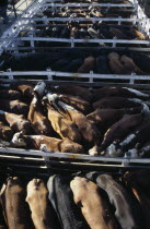 Looking down on backs of animals in tightly packed cattle pens in huge cattle market.tradebeefmeatlivestockexport American Argentinian Cow  Bovine Bos Taurus Livestock Farming Agraian Agricultura...