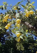 Lemons growing on a lemon treeLemonsCitrusTreeRipeRipeningCropCropsFruitFruitsNatureNaturalFarmFarmingGrowingGrowCultivationCultivatedCultivateColourfulColorfulColourColorGreen...