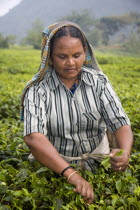 Woman picking leaves from tea plant  Periyar Connemara EstatePickPickingPickerTeaPlantBushPeriyarConnemaraEstateStateSouthSouthernIndianAsiaAsianOutsideOutdoorCultureCulturalEthnic...