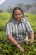 Woman picking leaves from tea plant  Periyar Connemara EstatePickPickingPickerTeaPlantBushPeriyarConnemaraEstateStateSouthSouthernIndianAsiaAsianOutsideOutdoorCultureCulturalEthnic...
