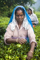Woman picking leaves from tea plant  Periyar Connemara EstatePickPickingPickerTeaPlantBushStateSouthSouthernIndiaIndianAsiaAsianOutsideOutdoorCultureCulturalEthnicEmployeeEmployed...