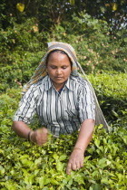 Woman picking leaves from tea plant  Periyar Connemara EstatePickPickingPickerTeaPlantBushSouthSouthernIndiaIndianAsiaAsianOutsideOutdoorCultureCulturalEthnicEmployeeEmployedEmploy...