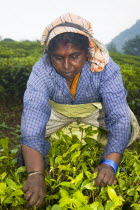 Woman picking leaves from tea plant  Periyar Connemara EstatePickPickingPickerTeaPlantBushSouthSouthernIndiaIndianAsiaAsianVerticalOutsideOutdoorCultureCulturalEthnicEmployeeEmploy...