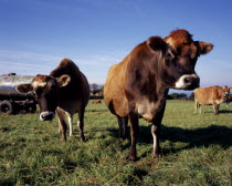 Jersey cattleEuropean Scenic Cow  Bovine Bos Taurus Livestock Farming Agraian Agricultural Growing Husbandry  Land Producing Raising Northern Europe