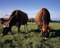 Jersey cattle grazing on lush green grassEuropean Cow  Bovine Bos Taurus Livestock Farming Agraian Agricultural Growing Husbandry  Land Producing Raising Northern Europe