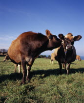 Jersey cattleEuropean Scenic Cow  Bovine Bos Taurus Livestock Farming Agraian Agricultural Growing Husbandry  Land Producing Raising Northern Europe