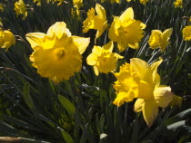 Narcissus pseudonarcissusEuropean Great Britain Northern Europe UK United Kingdom British Isles  Daffs Daffodil