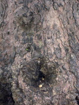 Nut left in tree knot for squirrel.European Great Britain Northern Europe UK United Kingdom British Isles