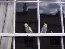 Two Cockatiels looking out of domestic window.Bird Pet Birds PetsEuropean Great Britain Northern Europe UK United Kingdom British Isles 2