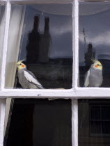 Two Cockatiels looking out of domestic window.Bird Pet Birds PetsEuropean Great Britain Northern Europe UK United Kingdom British Isles 2