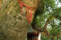 Decorated Camphor Tree at Puji Temple. While this Buddhist temples origins go back to the Tang dynasty it was completed in 1731 during the Qing dynastyAsia Asian Chinese Chungkuo Jhonggu Zhonggu Re...