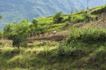 Farmer tilling the soil. This farm on the Daning River will be submerged when the Three Gorges Dam project is completed in 2009Asia Asian Chinese Chungkuo Jhonggu Zhonggu 3 Ecology Entorno Environm...