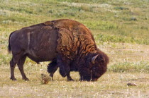 American Bison Bos bison grazing on the plains near Milk River Ridge in southern AlbertaCanadian Farming Agraian Agricultural Growing Husbandry  Land Producing Raising North America Northern Agricult...