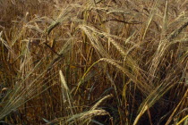 Detail of barley cropCultivatable Farmland European Farming Agraian Agricultural Growing Husbandry  Land Producing Raising Agriculture