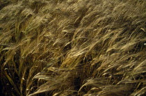 Detail of barley cropCultivatable Farmland European Farming Agraian Agricultural Growing Husbandry  Land Producing Raising Agriculture