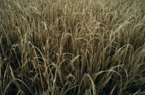 Detail of barley cropCultivatable Farmland European Farming Agraian Agricultural Growing Husbandry  Land Producing Raising Agriculture