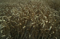 Detail of wheat crop in Theale Farm. Slinfold. West Sussex. EnglandCultivatable Farmland European Farming Agraian Agricultural Growing Husbandry  Land Producing Raising Agriculture Cereal Grain Crop...