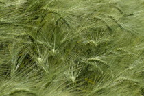 Detail of barley cropCultivatable Farmland European Farming Agraian Agricultural Growing Husbandry  Land Producing Raising Agriculture