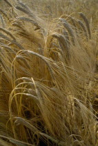 Detail of barley crop. Storrington. West Sussex. England.Cultivatable Farmland European Farming Agraian Agricultural Growing Husbandry  Land Producing Raising Agriculture Great Britain Northern Europ...