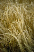 Detail of barley crop. Storrington. West Sussex. England.Cultivatable Farmland European Farming Agraian Agricultural Growing Husbandry  Land Producing Raising Agriculture Great Britain Northern Europ...