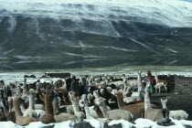 Family of llama herders next to river with green snow covered mountains behind. Near Peru.American Bolivian Farming Agraian Agricultural Growing Husbandry  Land Producing Raising Hispanic Latin Ameri...
