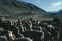 Llamas and herders with green mountains behind.American Bolivian Farming Agraian Agricultural Growing Husbandry  Land Producing Raising Hispanic Latin America Latino Scenic South America